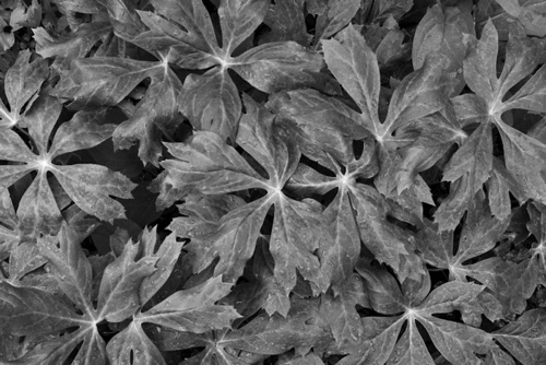 May Apple Reeves-Reed Arboretum Union County New Jersey (7278BWSA).jpg